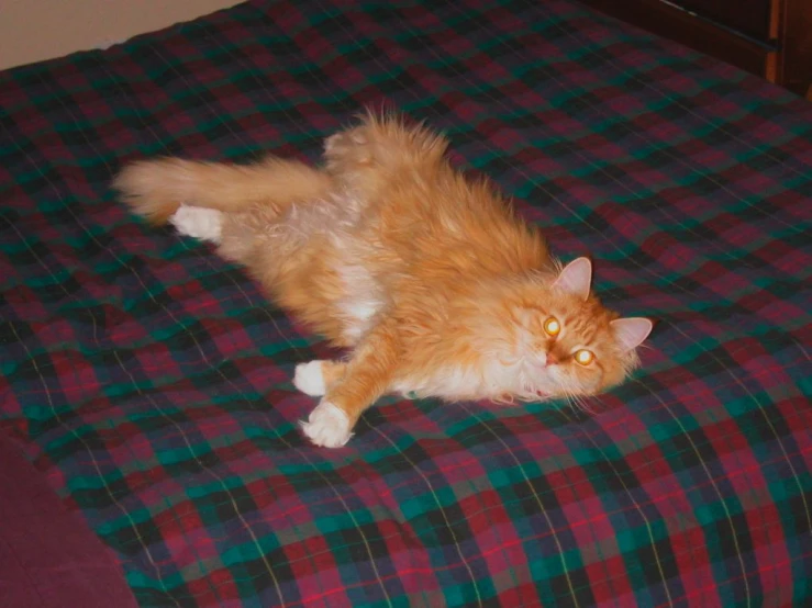 a fluffy cat laying on a bed in a room