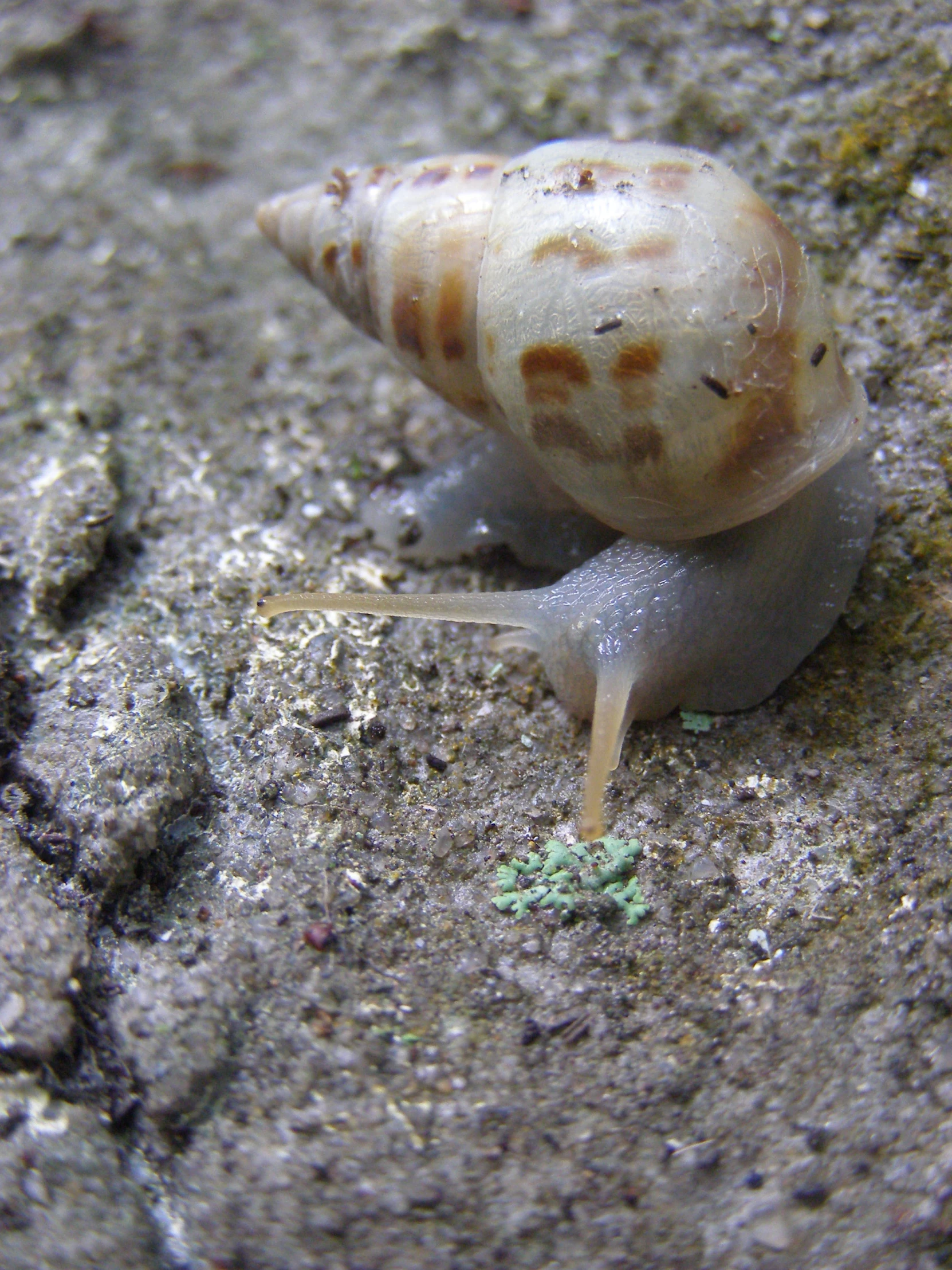 a close up of a snail sitting on concrete