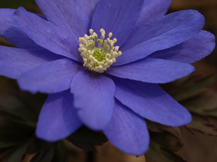 a purple flower with white stamen petals is in bloom
