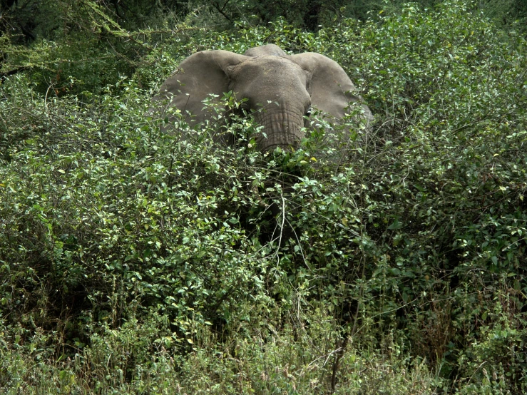 an elephant standing in the middle of trees