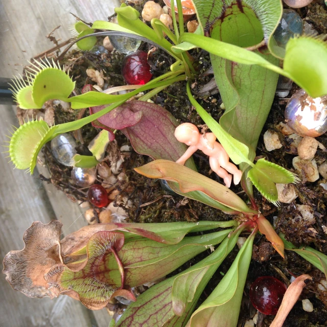 several green plants growing out of gravel on a deck