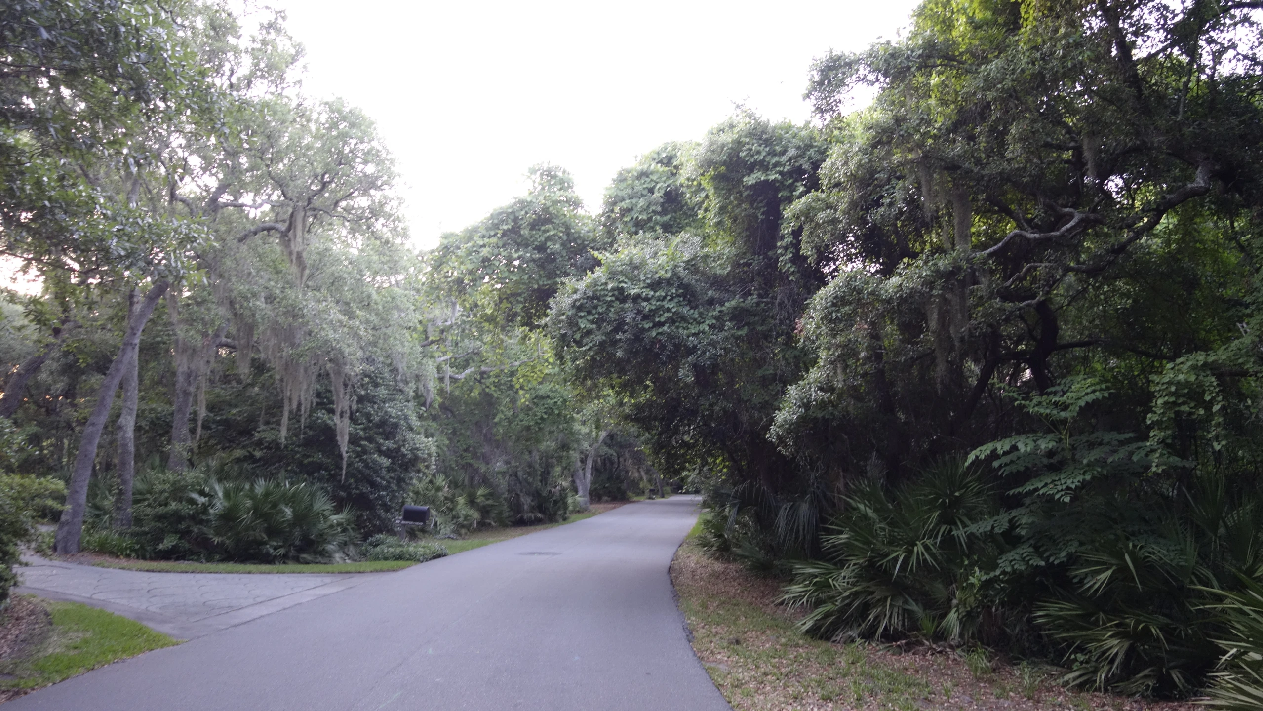 a tree lined road runs through the forest