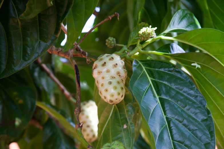 a large fruit hanging from the nch of a tree