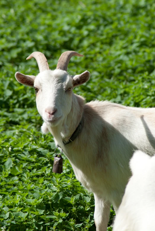 a goat with horns standing on a lush green field