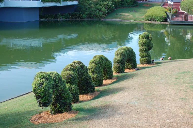 small bushes and trees are around water