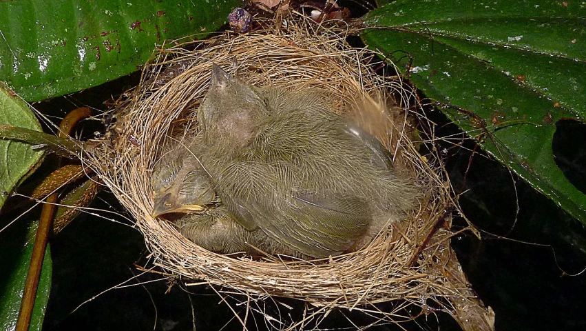 bird nest on a leaf with small nches surrounding it