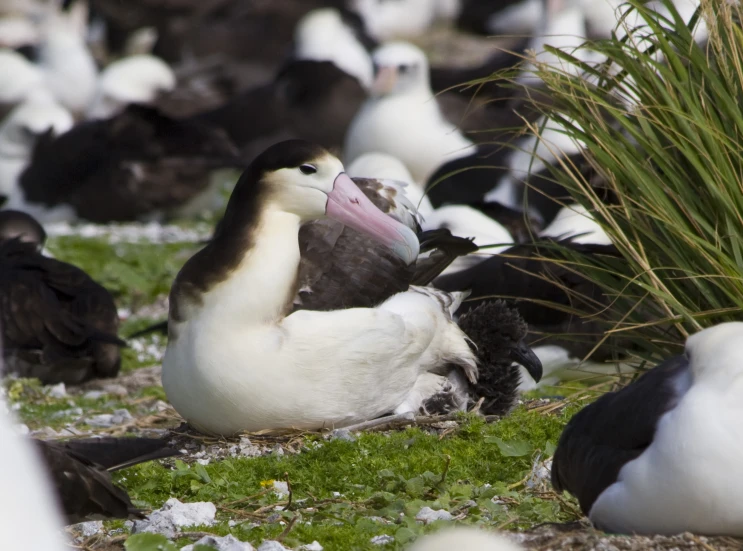 large black and white birds sitting on the ground