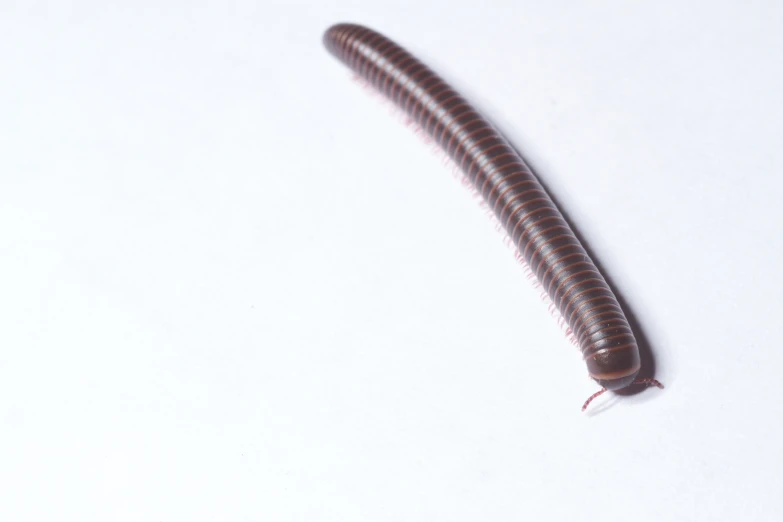 a long brown worm is laying upside down