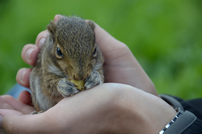 person holding animal in their hands with blurry background