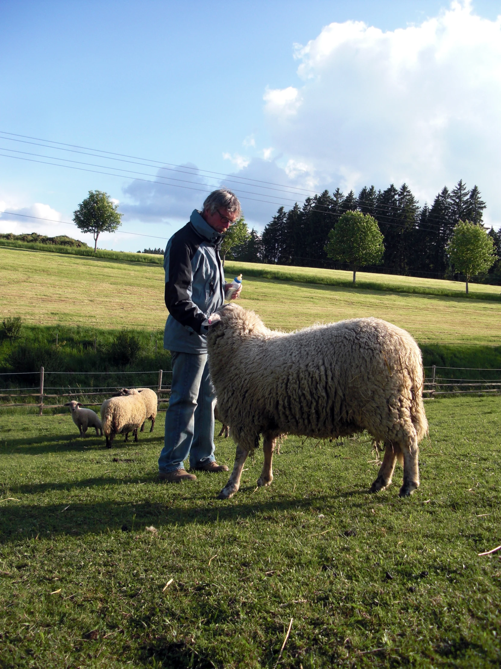 a man standing with some sheep on top of a field