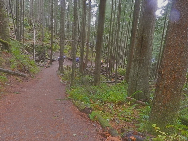 people on a trail surrounded by lots of tall trees