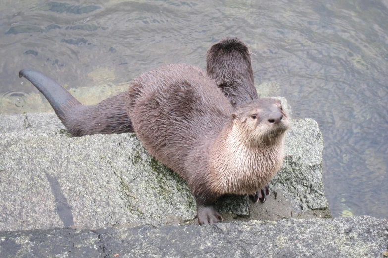 an otter stands on top of a rock