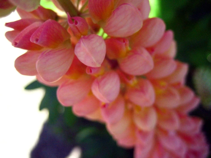 this is a close up picture of a flower in the sun