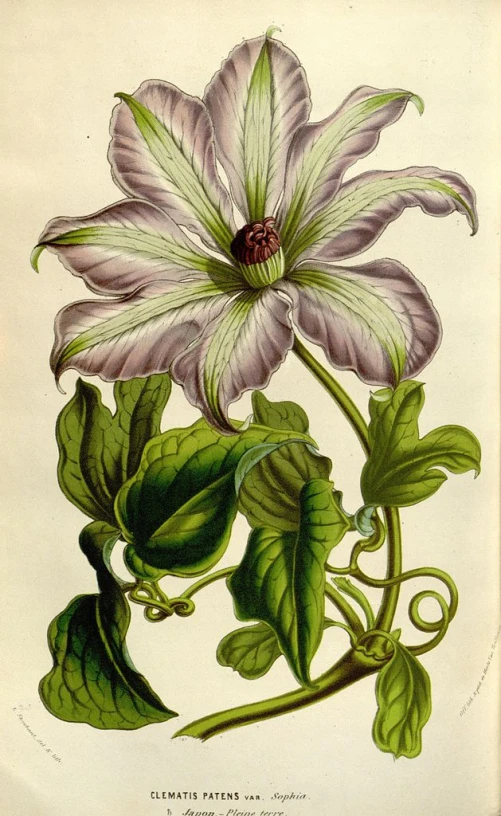 a drawing of a white flower with green leaves