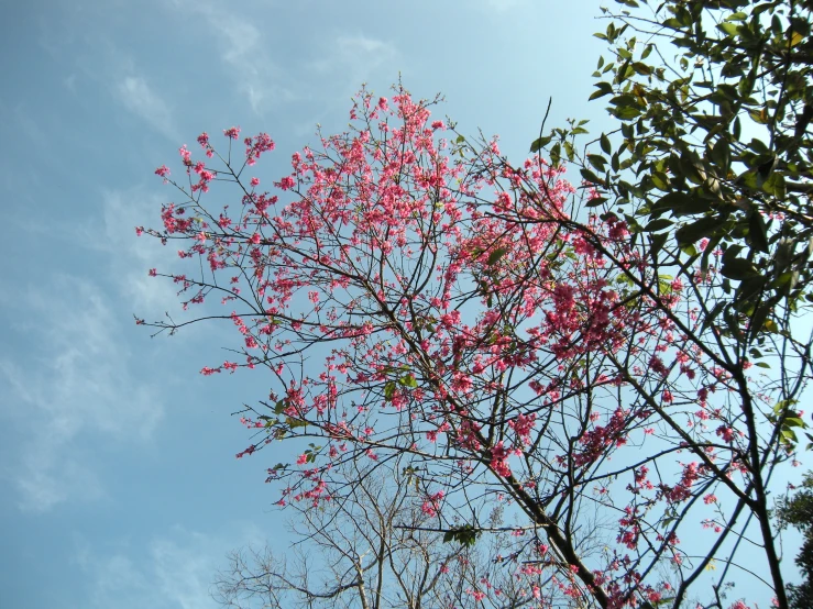 a tree with pink flowers and blue sky in background