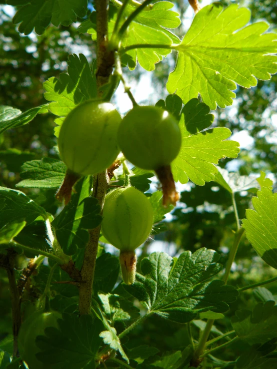 close up image of green fruit growing on the tree