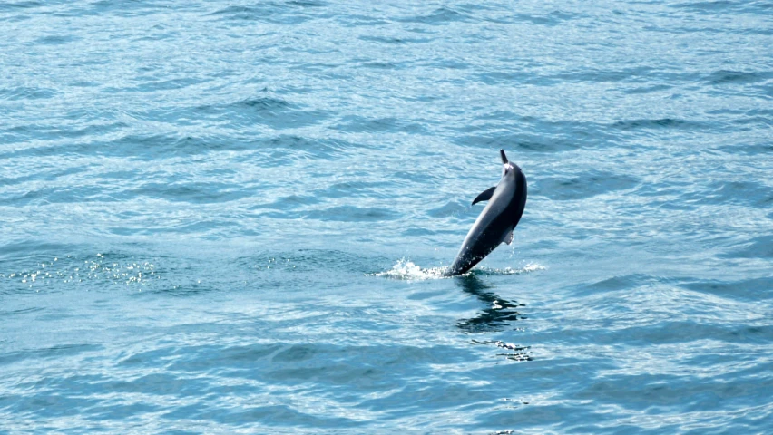 a dolphin jumps out of the water in a harbor