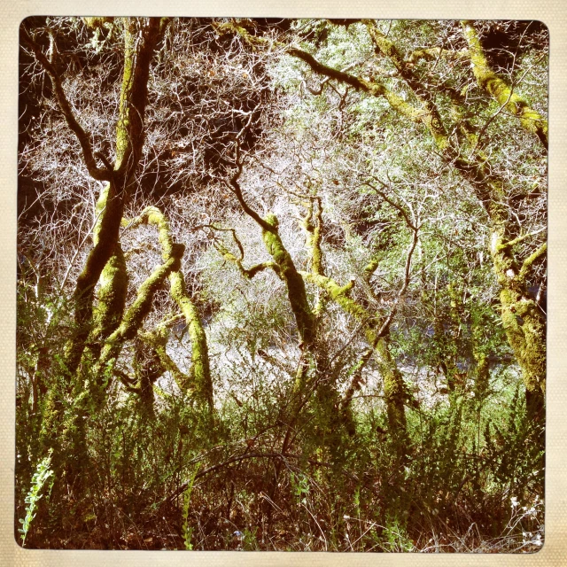 trees and grass are covered with moss in the forest