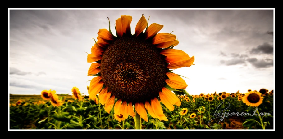 a sunflower with clouds and blue sky background