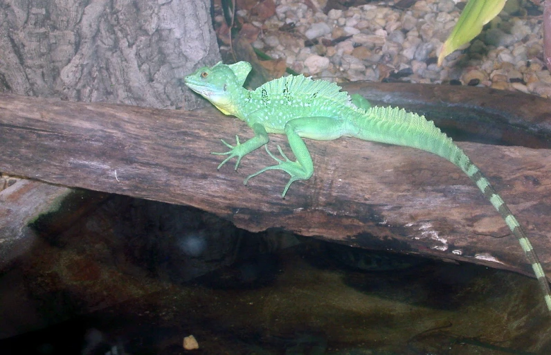 a green lizard that is sitting on top of a tree