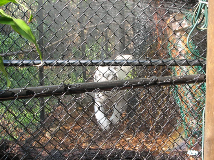 white tiger standing on other side of fence behind green wire