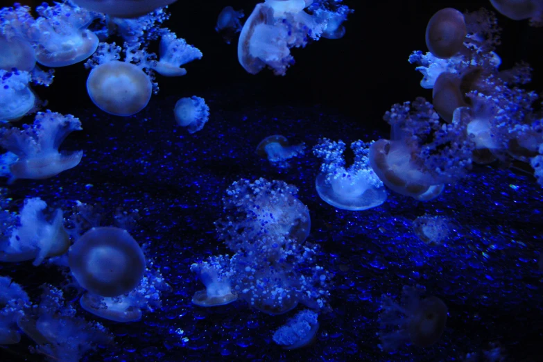 blue jelly fish swimming among their underwater world