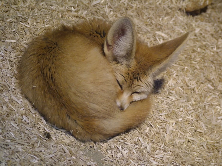 an animal sleeping in the straw on the floor
