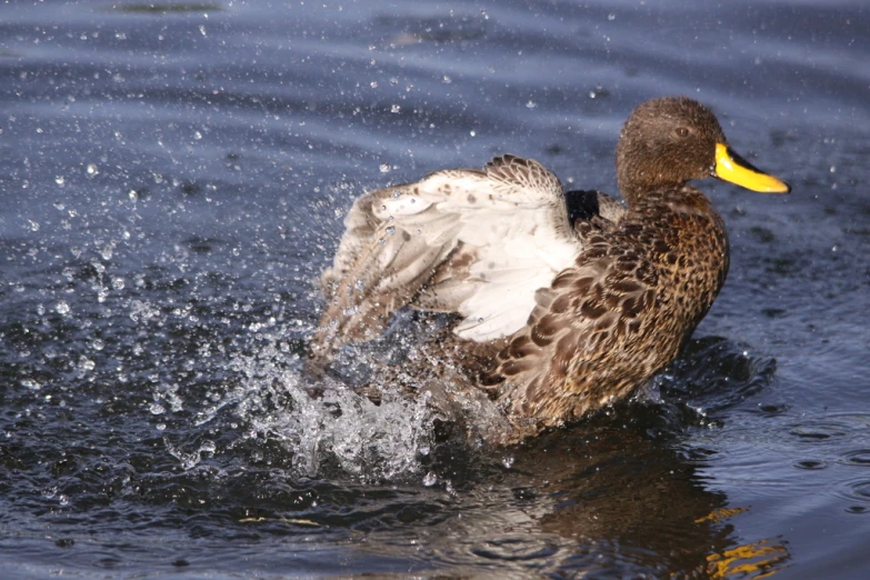 the duck is swimming in the water splashing