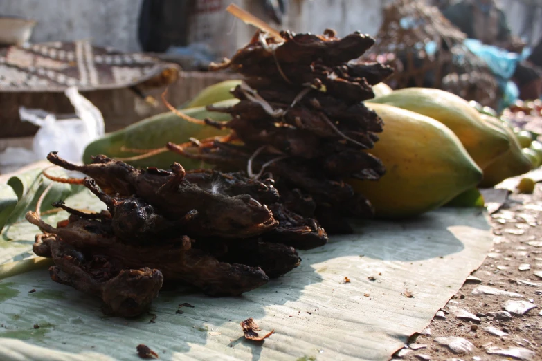 three large green bananas in some bundles on a table