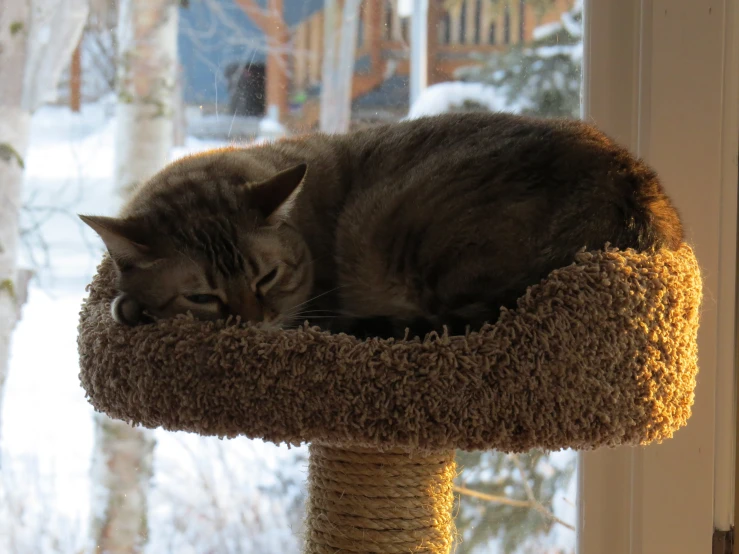 a gray cat sleeping on a bird feeder