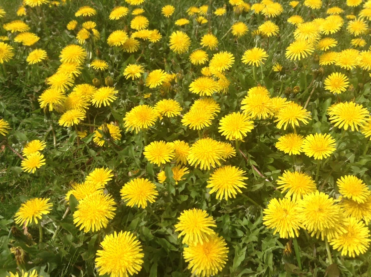 some yellow flowers growing in the grass