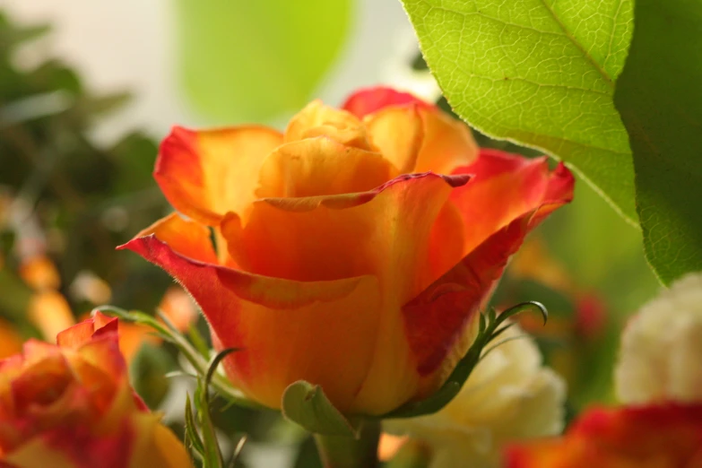 a flower with orange and red petals next to leaves