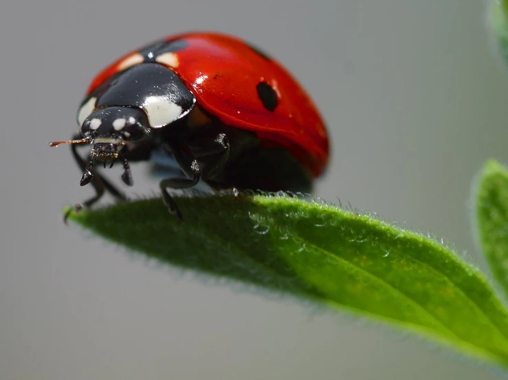 lady bug on green leaf looking straight ahead