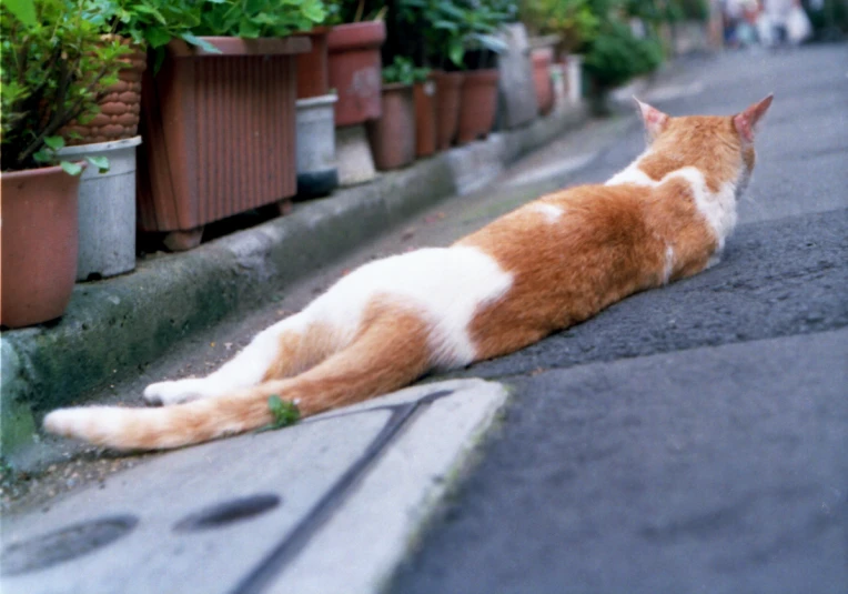 a cat laying on the ground near flower pots