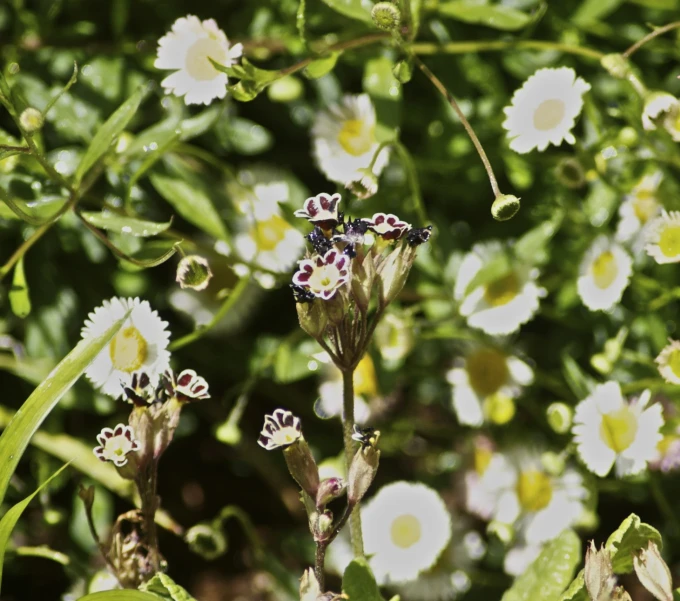 several small white flowers with green leaves