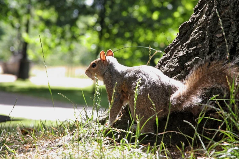 a squirrel is sitting next to the tree in the grass