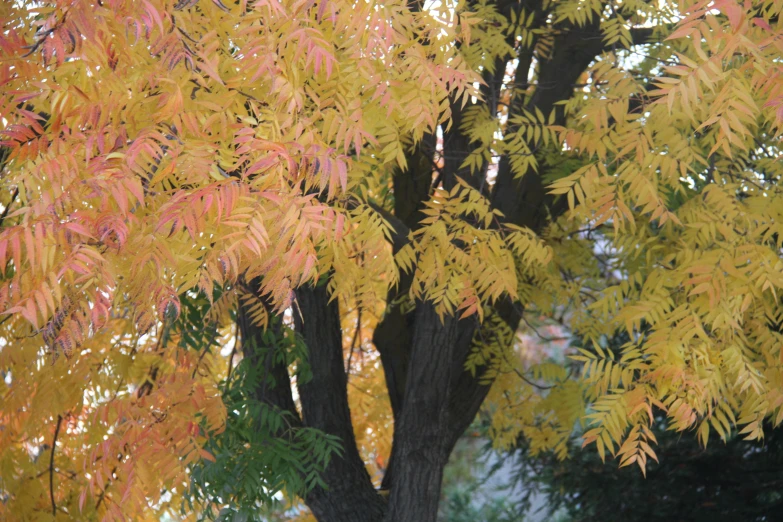 a tree with yellow leaves and green leaves