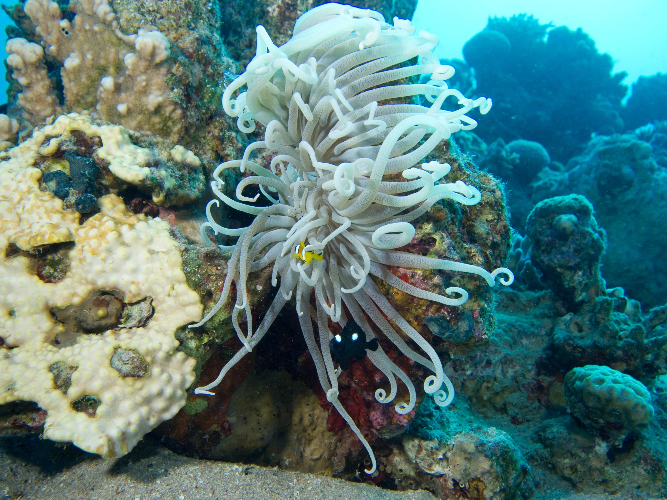 an ocean life scene with white anemonic fish on the coral