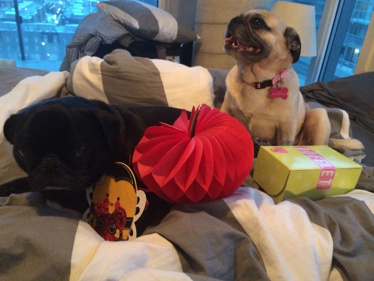 two pugs are sitting on a bed in the room