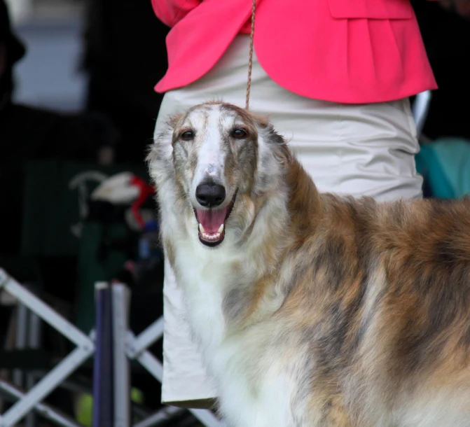 dog standing in front of people on stage during a competition