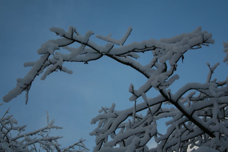 the nches of the trees are covered in snow