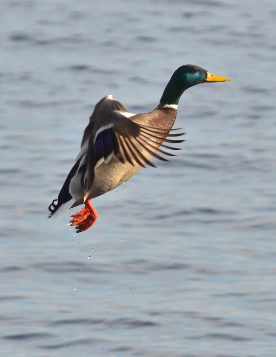 a duck with a yellow beak flying over water