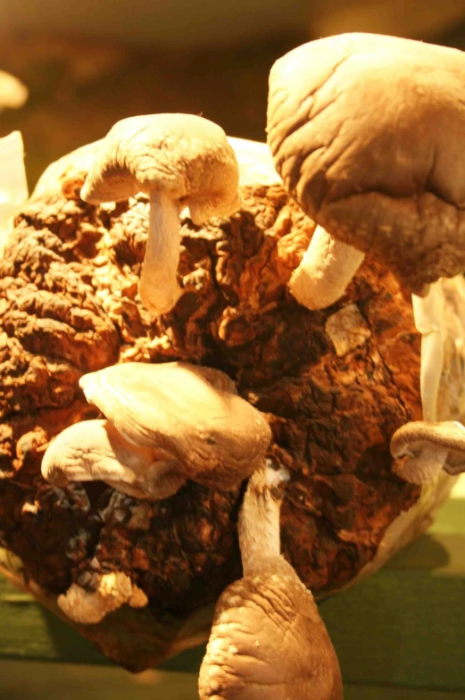 several mushrooms that are on a table in front of the window