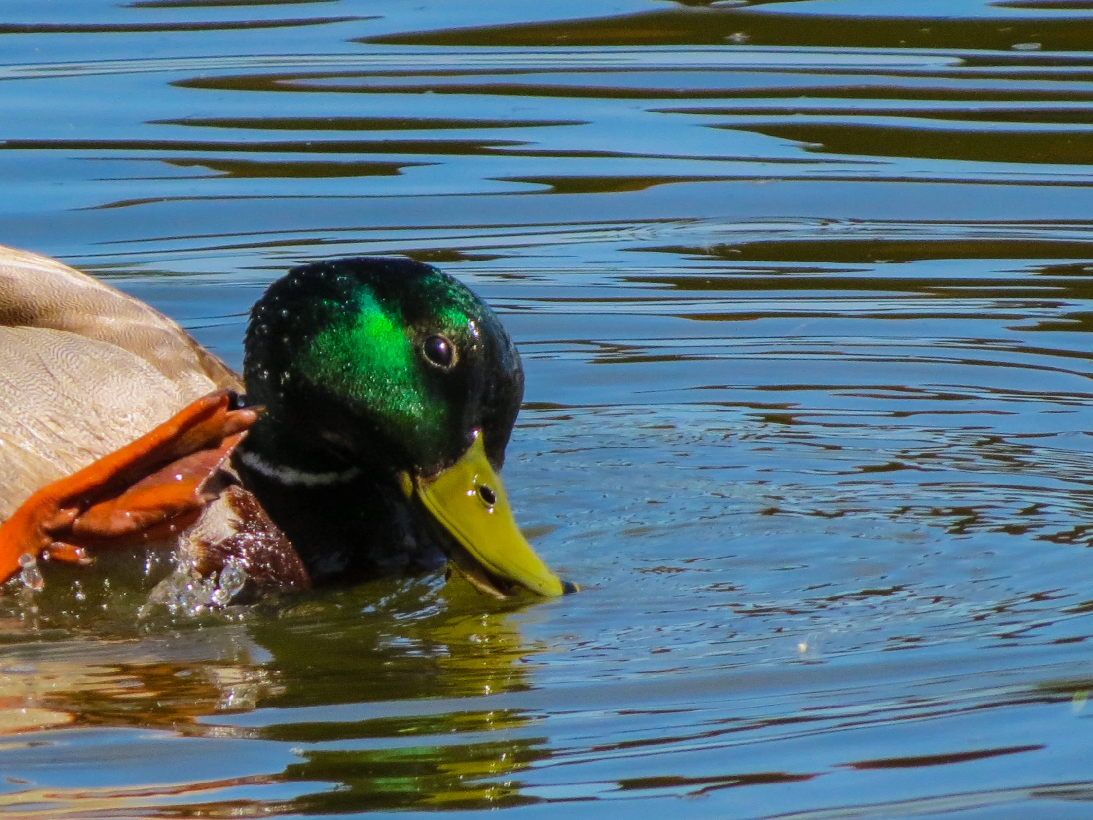 the duck is swimming in the water, with his wings outstretched