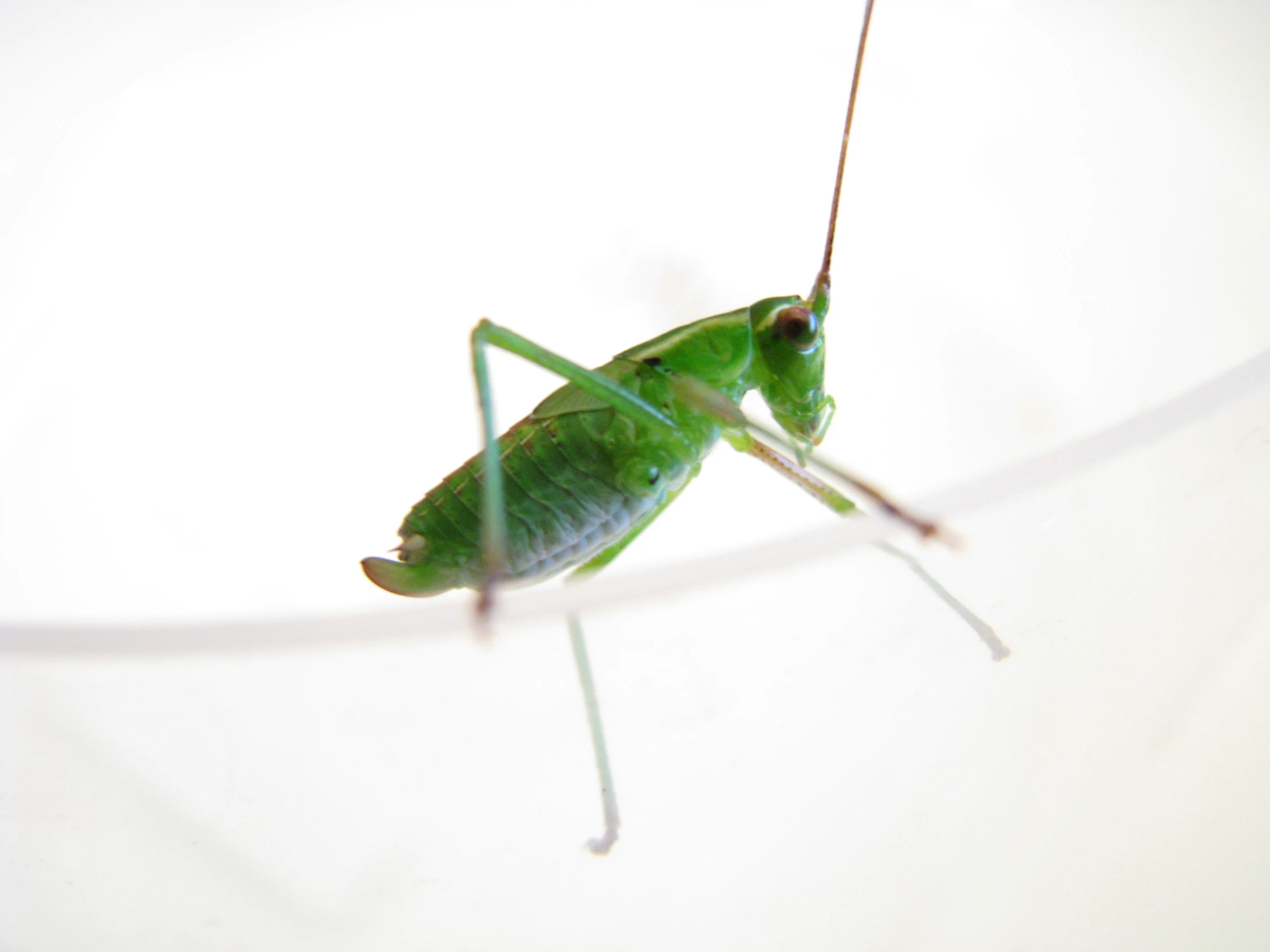 a green mantiscus or grasshopper looking at soing