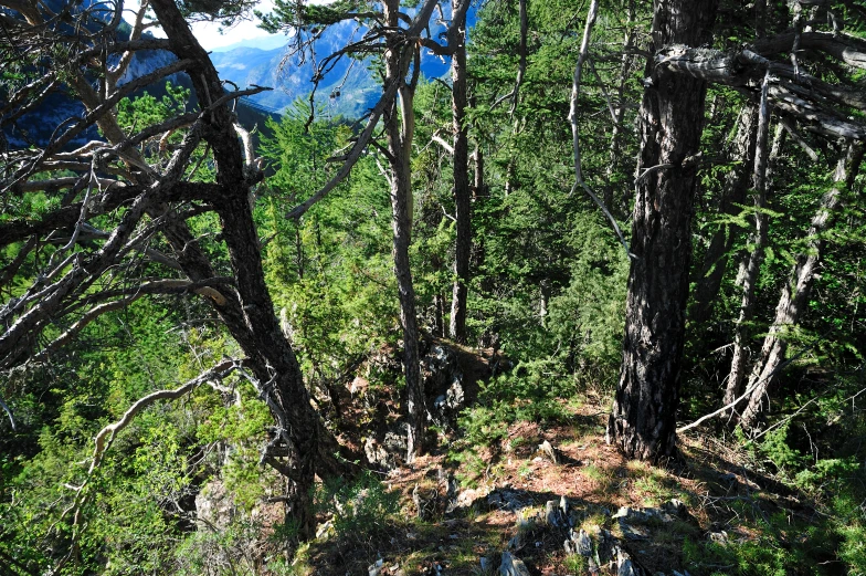 the trail up through the woods is very steep