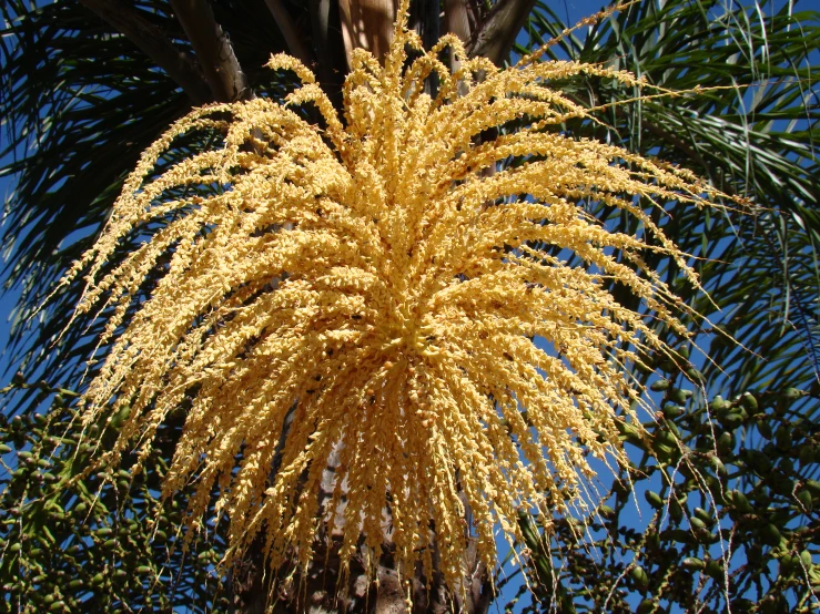 a yellow flower is hanging from a nch