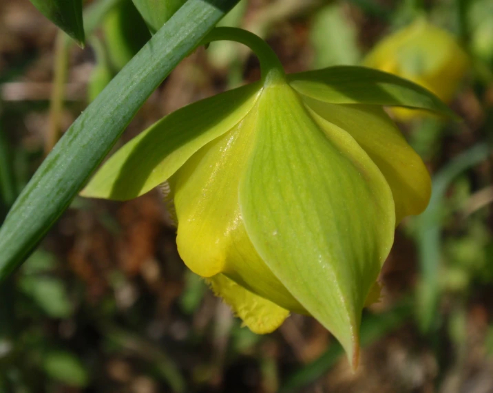 close up of a flower with green leaves and grass in the background