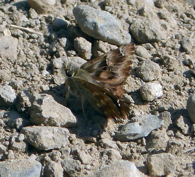 a brown and black bug with a white head on rocks