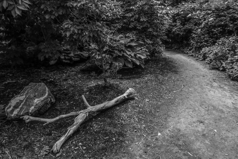 a fallen log and tree limbs near some trees